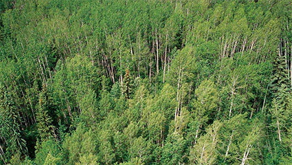 跨越山海的绿色家居梦想——兔宝宝OSB外墙板